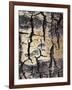 California, Sierra Nevada, Inyo Nf, Abstract of Aspen Tree Trunk-Christopher Talbot Frank-Framed Photographic Print