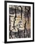 California, Sierra Nevada, Inyo Nf, Abstract of Aspen Tree Trunk-Christopher Talbot Frank-Framed Photographic Print