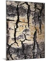 California, Sierra Nevada, Inyo Nf, Abstract of Aspen Tree Trunk-Christopher Talbot Frank-Mounted Photographic Print