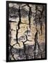 California, Sierra Nevada, Inyo Nf, Abstract of Aspen Tree Trunk-Christopher Talbot Frank-Framed Photographic Print