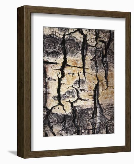 California, Sierra Nevada, Inyo Nf, Abstract of Aspen Tree Trunk-Christopher Talbot Frank-Framed Photographic Print