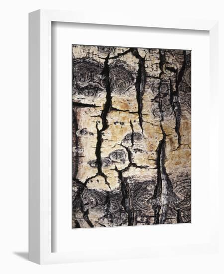 California, Sierra Nevada, Inyo Nf, Abstract of Aspen Tree Trunk-Christopher Talbot Frank-Framed Photographic Print