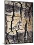 California, Sierra Nevada, Inyo Nf, Abstract of Aspen Tree Trunk-Christopher Talbot Frank-Mounted Photographic Print