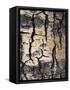 California, Sierra Nevada, Inyo Nf, Abstract of Aspen Tree Trunk-Christopher Talbot Frank-Framed Stretched Canvas