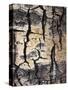 California, Sierra Nevada, Inyo Nf, Abstract of Aspen Tree Trunk-Christopher Talbot Frank-Stretched Canvas