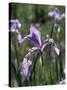 California, Sierra Nevada, Inyo Nf, an Iris Grows Out of a Meadow-Christopher Talbot Frank-Stretched Canvas