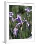 California, Sierra Nevada, Inyo Nf, an Iris Grows Out of a Meadow-Christopher Talbot Frank-Framed Photographic Print