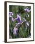 California, Sierra Nevada, Inyo Nf, an Iris Grows Out of a Meadow-Christopher Talbot Frank-Framed Photographic Print