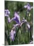 California, Sierra Nevada, Inyo Nf, an Iris Grows Out of a Meadow-Christopher Talbot Frank-Mounted Photographic Print