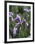 California, Sierra Nevada, Inyo Nf, an Iris Grows Out of a Meadow-Christopher Talbot Frank-Framed Photographic Print