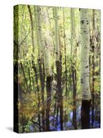 California, Sierra Nevada, Inyo Nf, Aspen Trees Along Rush Creek-Christopher Talbot Frank-Stretched Canvas