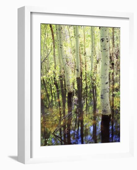 California, Sierra Nevada, Inyo Nf, Aspen Trees Along Rush Creek-Christopher Talbot Frank-Framed Photographic Print