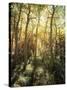 California, Sierra Nevada, Inyo Nf, Autumn Aspen Forest-Christopher Talbot Frank-Stretched Canvas