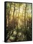 California, Sierra Nevada, Inyo Nf, Autumn Aspen Forest-Christopher Talbot Frank-Framed Stretched Canvas