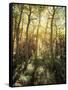 California, Sierra Nevada, Inyo Nf, Autumn Aspen Forest-Christopher Talbot Frank-Framed Stretched Canvas