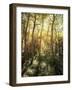 California, Sierra Nevada, Inyo Nf, Autumn Aspen Forest-Christopher Talbot Frank-Framed Photographic Print