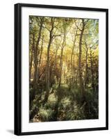 California, Sierra Nevada, Inyo Nf, Autumn Aspen Forest-Christopher Talbot Frank-Framed Photographic Print