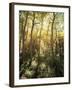 California, Sierra Nevada, Inyo Nf, Autumn Aspen Forest-Christopher Talbot Frank-Framed Photographic Print