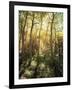 California, Sierra Nevada, Inyo Nf, Autumn Aspen Forest-Christopher Talbot Frank-Framed Photographic Print