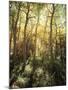 California, Sierra Nevada, Inyo Nf, Autumn Aspen Forest-Christopher Talbot Frank-Mounted Photographic Print