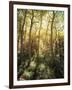 California, Sierra Nevada, Inyo Nf, Autumn Aspen Forest-Christopher Talbot Frank-Framed Photographic Print