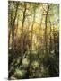 California, Sierra Nevada, Inyo Nf, Autumn Aspen Forest-Christopher Talbot Frank-Mounted Photographic Print