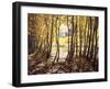 California, Sierra Nevada, Inyo Nf, Autumn Aspens Along Rush Creek-Christopher Talbot Frank-Framed Premium Photographic Print