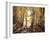 California, Sierra Nevada, Inyo Nf, Autumn Aspens Along Rush Creek-Christopher Talbot Frank-Framed Premium Photographic Print