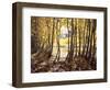 California, Sierra Nevada, Inyo Nf, Autumn Aspens Along Rush Creek-Christopher Talbot Frank-Framed Photographic Print