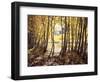 California, Sierra Nevada, Inyo Nf, Autumn Aspens Along Rush Creek-Christopher Talbot Frank-Framed Photographic Print