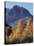 California, Sierra Nevada, Inyo Nf, Autumn Aspens Below Mountain Peak-Christopher Talbot Frank-Stretched Canvas