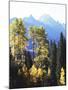 California, Sierra Nevada, Inyo Nf, Autumn Aspens Below Mountain Peak-Christopher Talbot Frank-Mounted Photographic Print