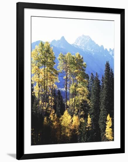 California, Sierra Nevada, Inyo Nf, Autumn Aspens Below Mountain Peak-Christopher Talbot Frank-Framed Photographic Print