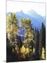 California, Sierra Nevada, Inyo Nf, Autumn Aspens Below Mountain Peak-Christopher Talbot Frank-Mounted Photographic Print