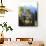 California, Sierra Nevada, Inyo Nf, Autumn Aspens Below Mountain Peak-Christopher Talbot Frank-Photographic Print displayed on a wall