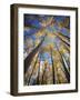 California, Sierra Nevada, Inyo Nf, Autumn Aspens in the High Sierra-Christopher Talbot Frank-Framed Photographic Print