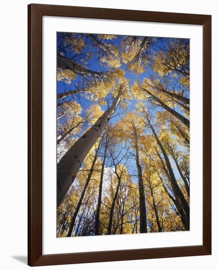 California, Sierra Nevada, Inyo Nf, Autumn Aspens in the High Sierra-Christopher Talbot Frank-Framed Photographic Print