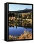 California, Sierra Nevada, Inyo Nf, Autumn Aspens Reflecting in a Pond-Christopher Talbot Frank-Framed Stretched Canvas