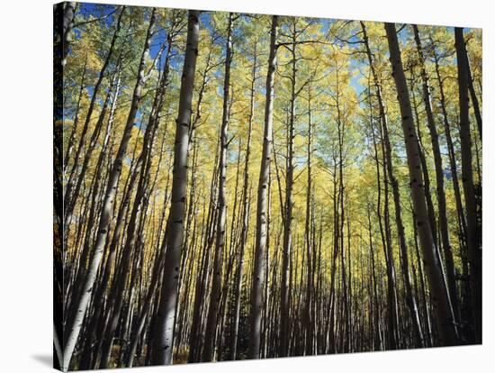 California, Sierra Nevada, Inyo Nf, Autumn Colors of Aspen Trees-Christopher Talbot Frank-Stretched Canvas