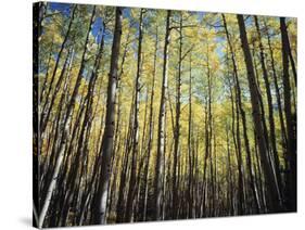 California, Sierra Nevada, Inyo Nf, Autumn Colors of Aspen Trees-Christopher Talbot Frank-Stretched Canvas