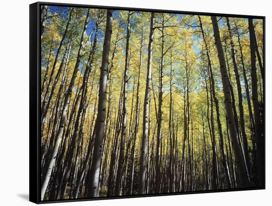 California, Sierra Nevada, Inyo Nf, Autumn Colors of Aspen Trees-Christopher Talbot Frank-Framed Stretched Canvas