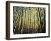 California, Sierra Nevada, Inyo Nf, Autumn Colors of Aspen Trees-Christopher Talbot Frank-Framed Premium Photographic Print