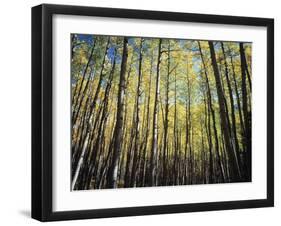 California, Sierra Nevada, Inyo Nf, Autumn Colors of Aspen Trees-Christopher Talbot Frank-Framed Premium Photographic Print