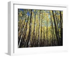 California, Sierra Nevada, Inyo Nf, Autumn Colors of Aspen Trees-Christopher Talbot Frank-Framed Premium Photographic Print