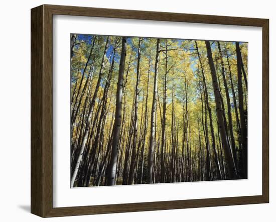 California, Sierra Nevada, Inyo Nf, Autumn Colors of Aspen Trees-Christopher Talbot Frank-Framed Photographic Print