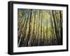 California, Sierra Nevada, Inyo Nf, Autumn Colors of Aspen Trees-Christopher Talbot Frank-Framed Photographic Print