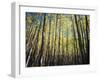 California, Sierra Nevada, Inyo Nf, Autumn Colors of Aspen Trees-Christopher Talbot Frank-Framed Photographic Print