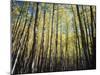 California, Sierra Nevada, Inyo Nf, Autumn Colors of Aspen Trees-Christopher Talbot Frank-Mounted Photographic Print