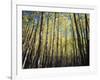 California, Sierra Nevada, Inyo Nf, Autumn Colors of Aspen Trees-Christopher Talbot Frank-Framed Photographic Print