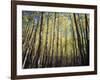 California, Sierra Nevada, Inyo Nf, Autumn Colors of Aspen Trees-Christopher Talbot Frank-Framed Photographic Print